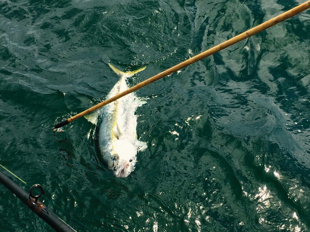 Gaffing a large fish