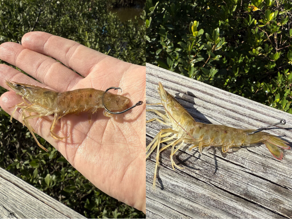 Best hook position to cast live shrimp