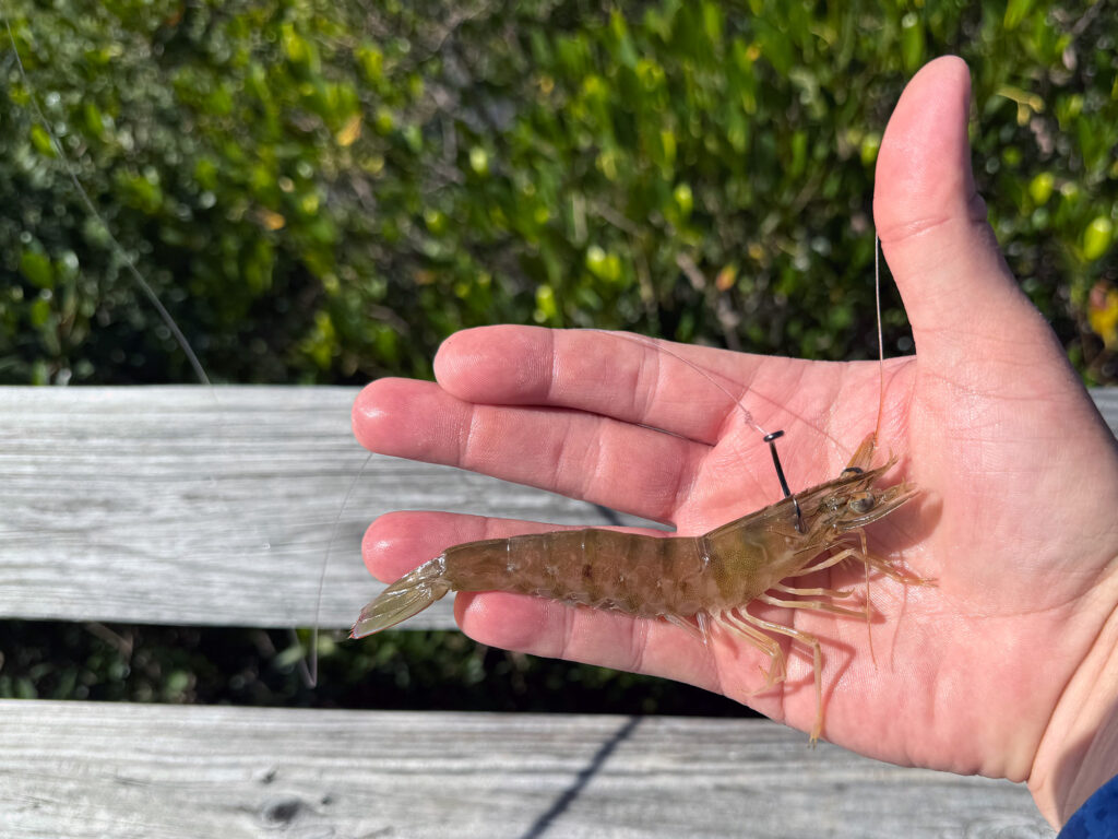 best way to drift live shrimp