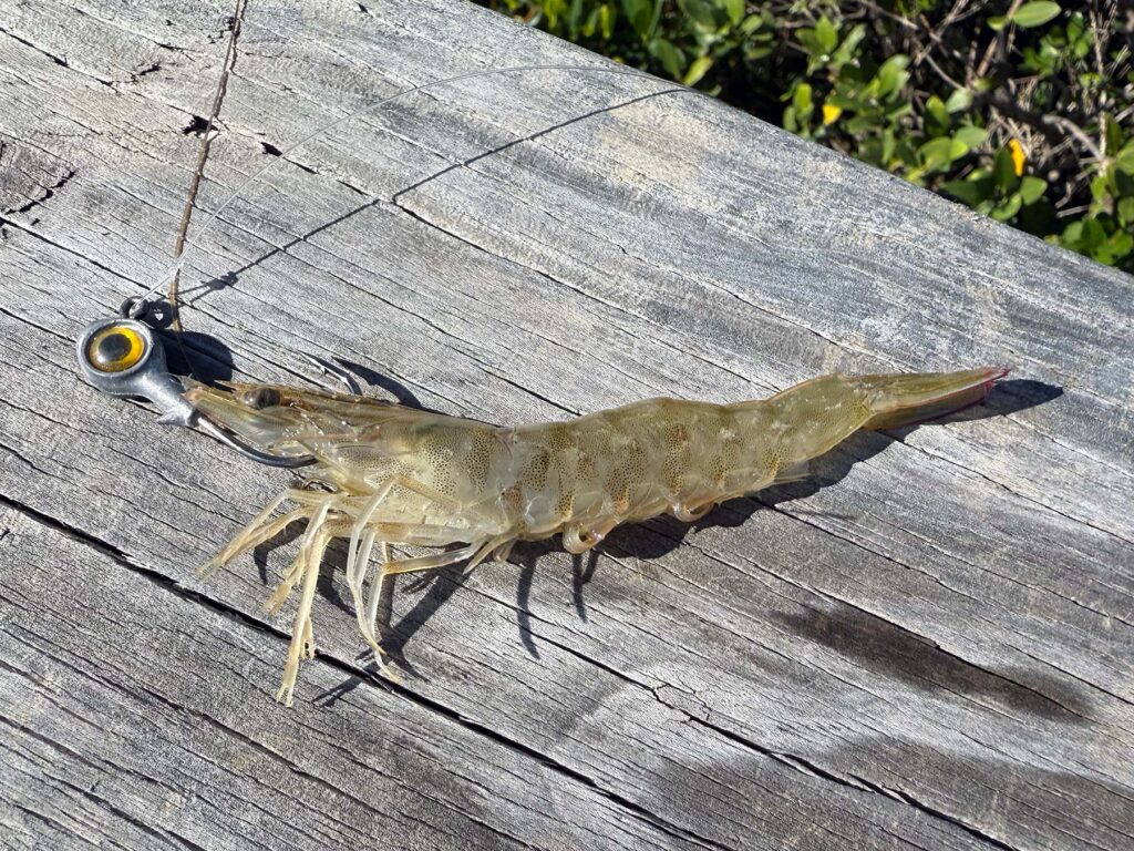 rig live shrimp on jighead