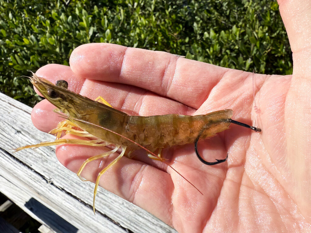 Tail hook live shrimp