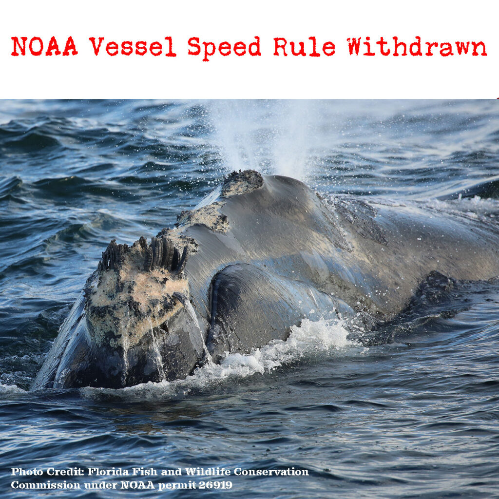 North Atlantic Right Whale Vessel Strike Reduction Rule