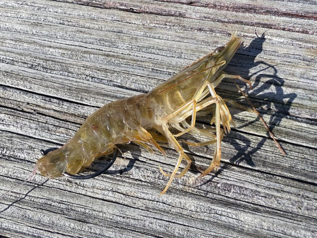 weedless rigged live shrimp