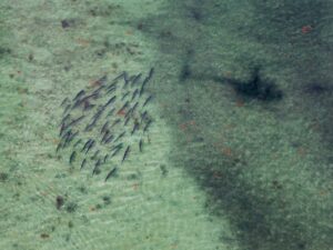 Tarpon in Key West