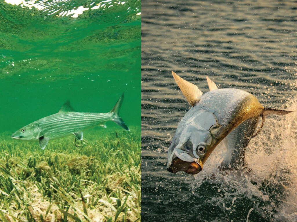 Key West is a great place to target bonefish and tarpon