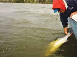 Angler releasing striped bas in a tidal river