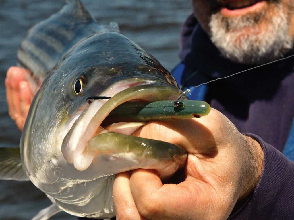 Striped bass caught on a lure