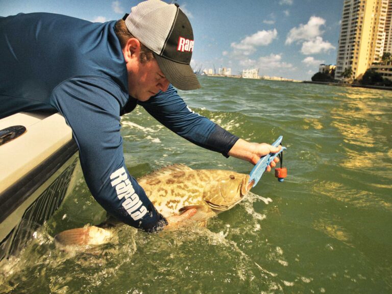 Catching grouper in shallow waters