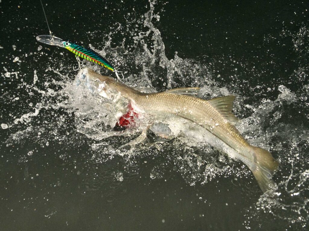 Catching snook on a lipped plug