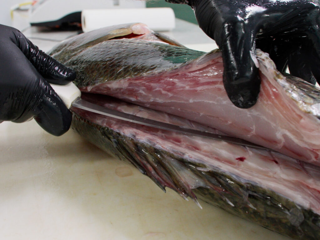 A striped bass fillet coming off the bones.