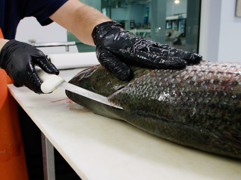 Fillet knife cutting down the back of a striped bass.