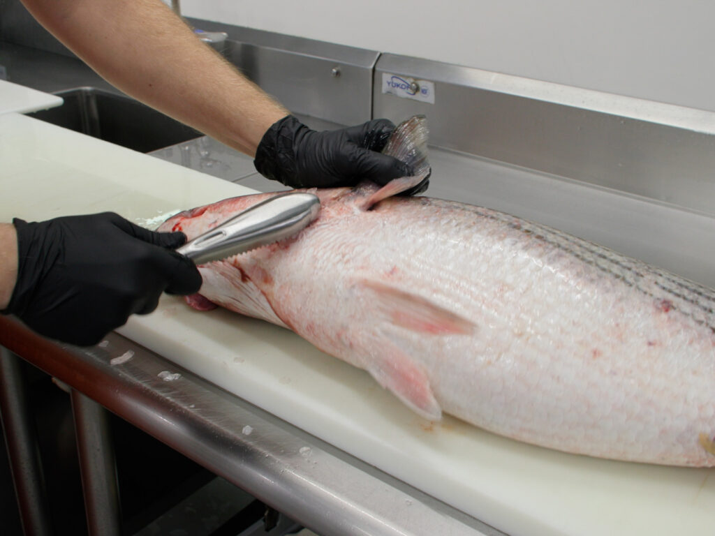 A scaling tool is used to remove the scales from a striped bass.