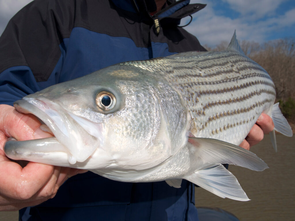 Fillet a striped bass