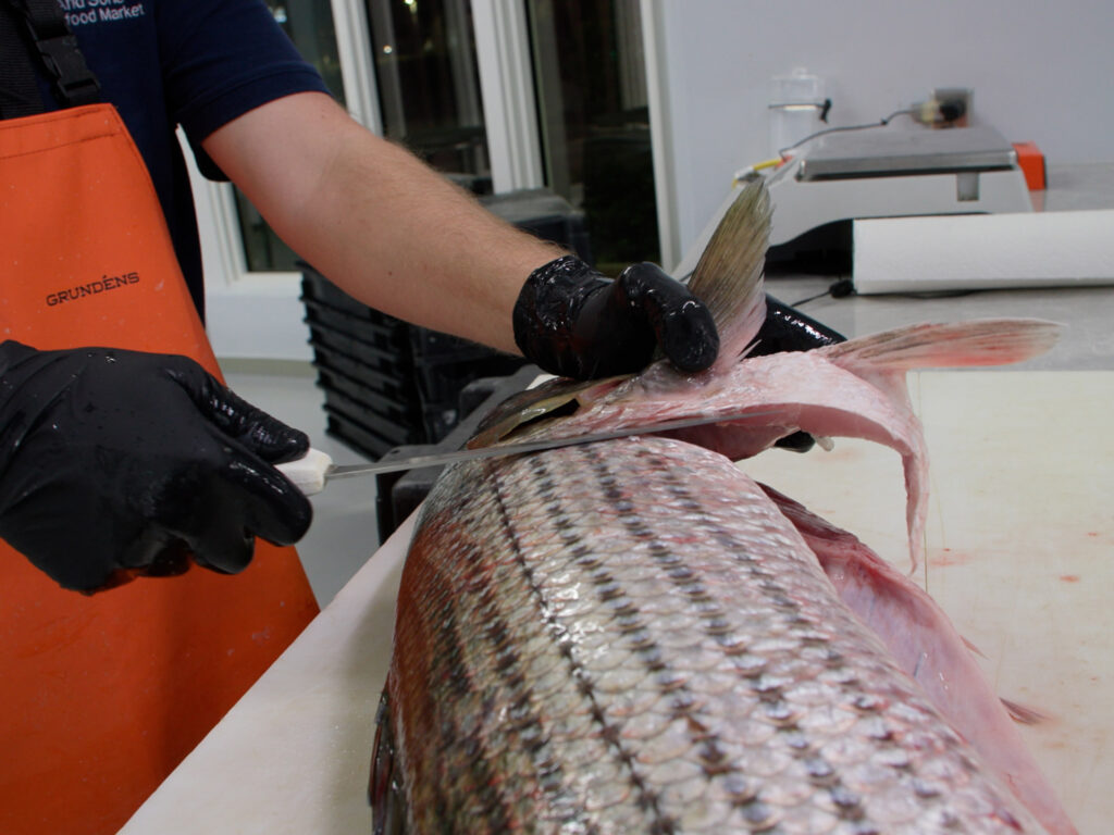 Remove the collar in preparation to fillet a striped bass.