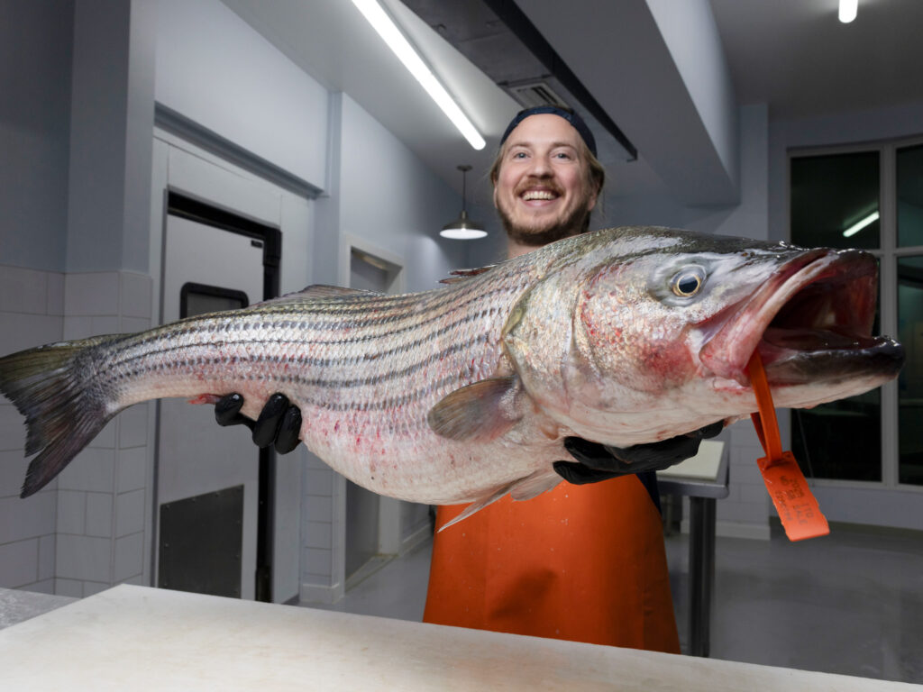 A large striper prepped to be filleted.