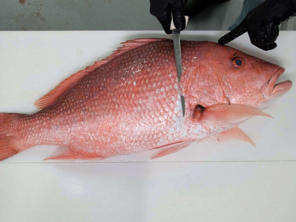 First cut in filleting a red snapper.