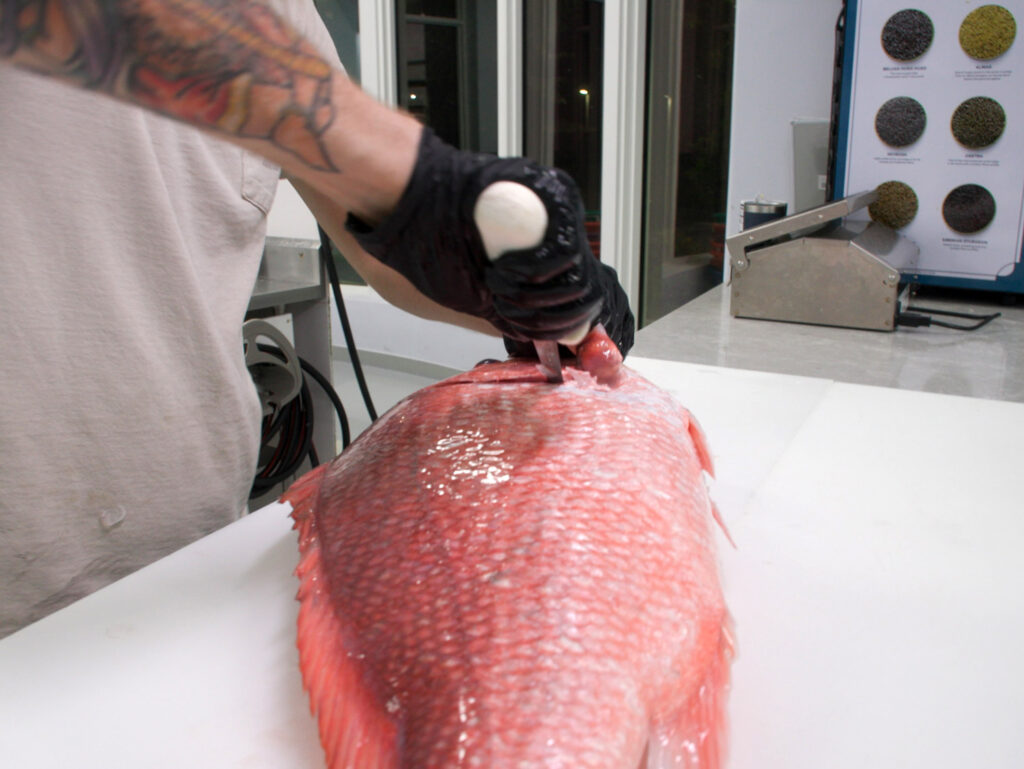 Removing the collar from a red snapper.