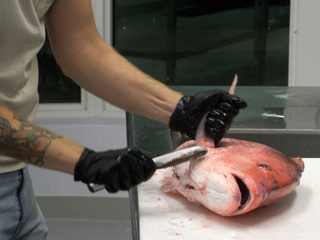 scaling red snapper collar.