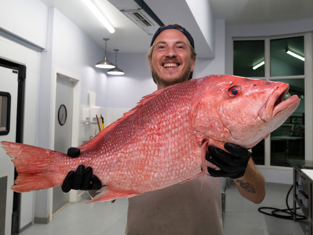 fillet red snapper