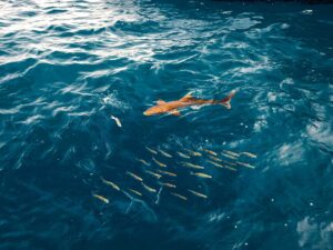 Cobia chasing a school of fish