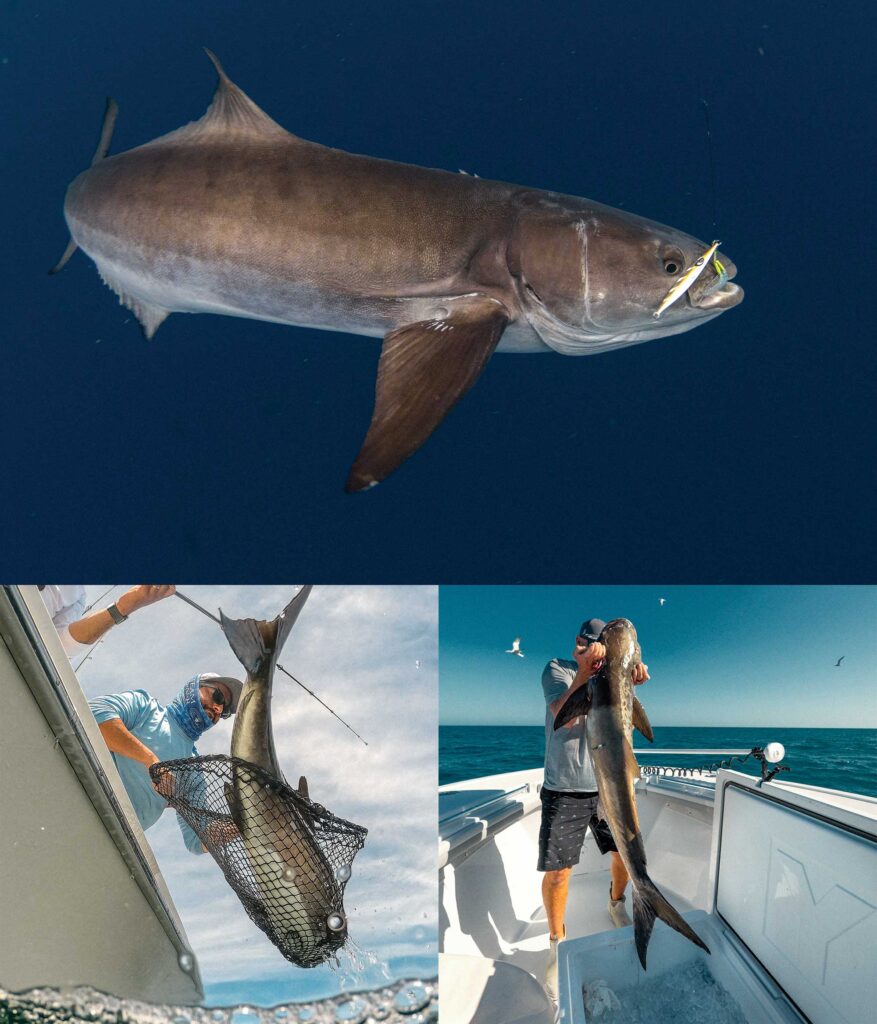 Cobia caught in different locations