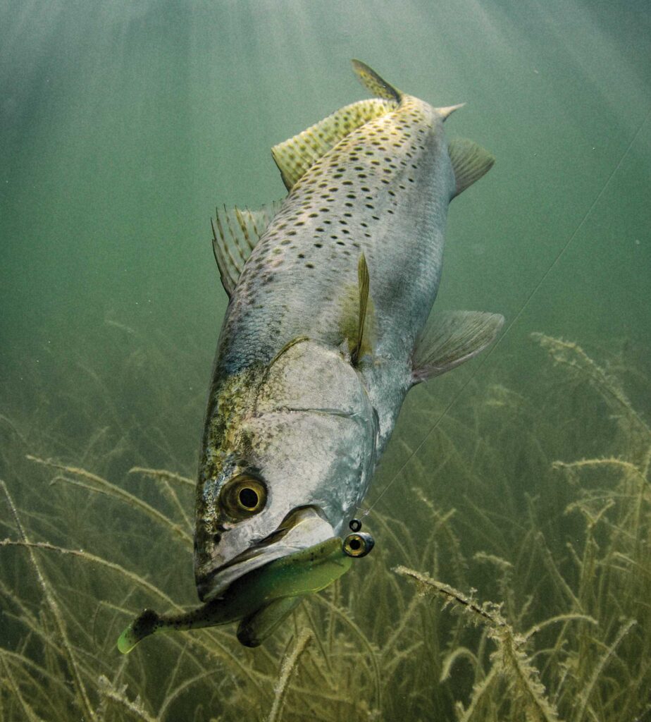 Seatrout caught in Texas