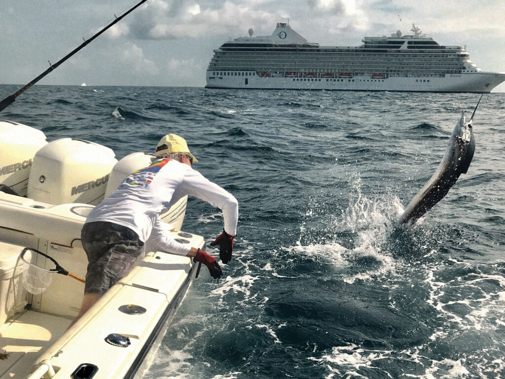 Sailfish caught off Florida in the spring