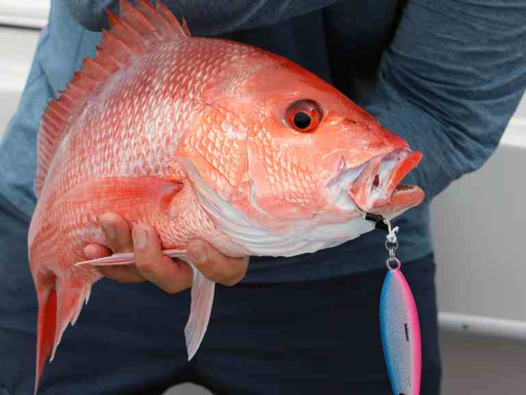red-snapper-jig-fishing Alabama red snapper caught on a jig