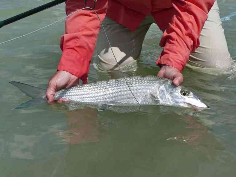 Bonefish caught on fly