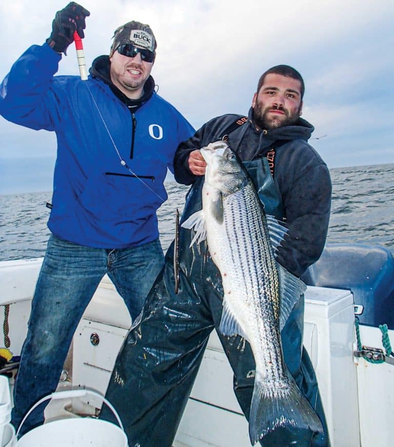 New Striped Bass Regulations Salt Water Sportsman