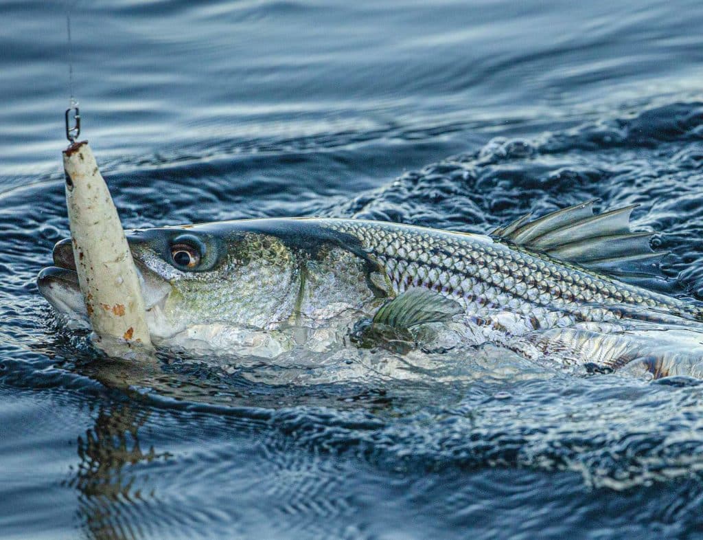 New Striped Bass Regulations Salt Water Sportsman