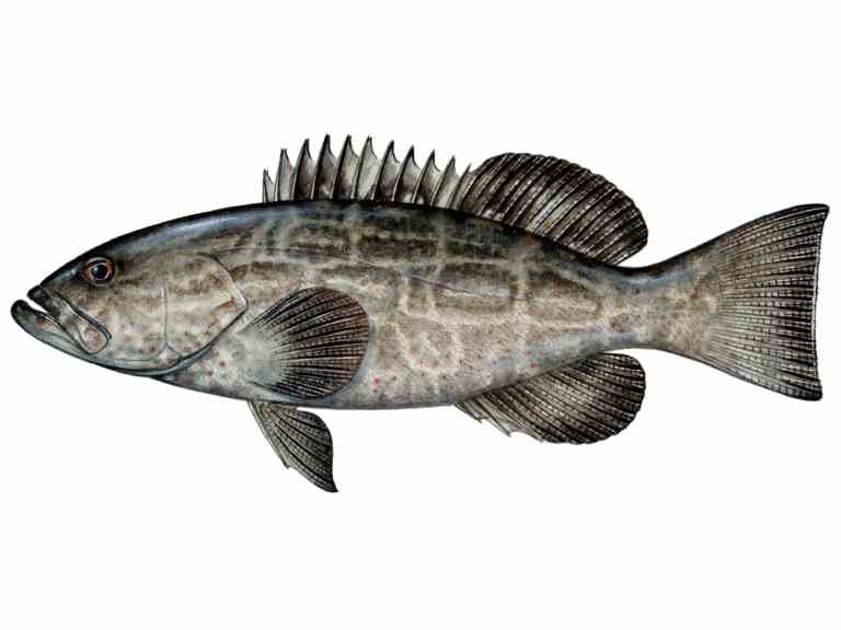 Black Grouper