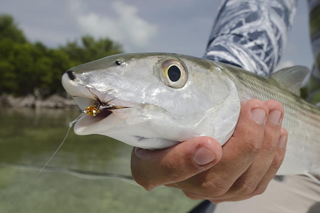 Top Fly-Fishing Flies for Bonefish | Salt Water Sportsman