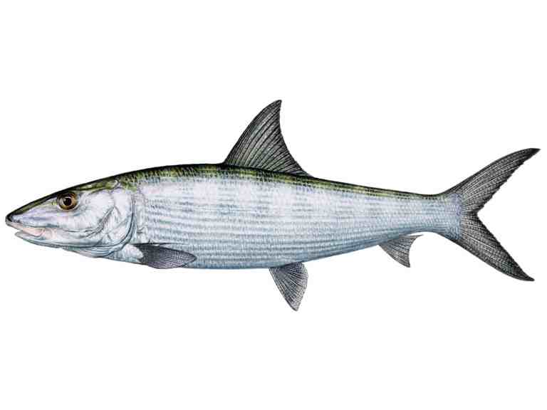 Bonefish