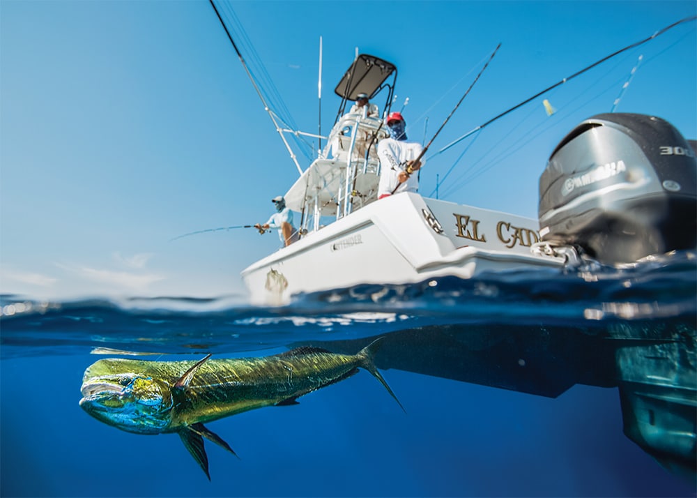 Dolphins Chasing Dolphins - Florida Sportsman