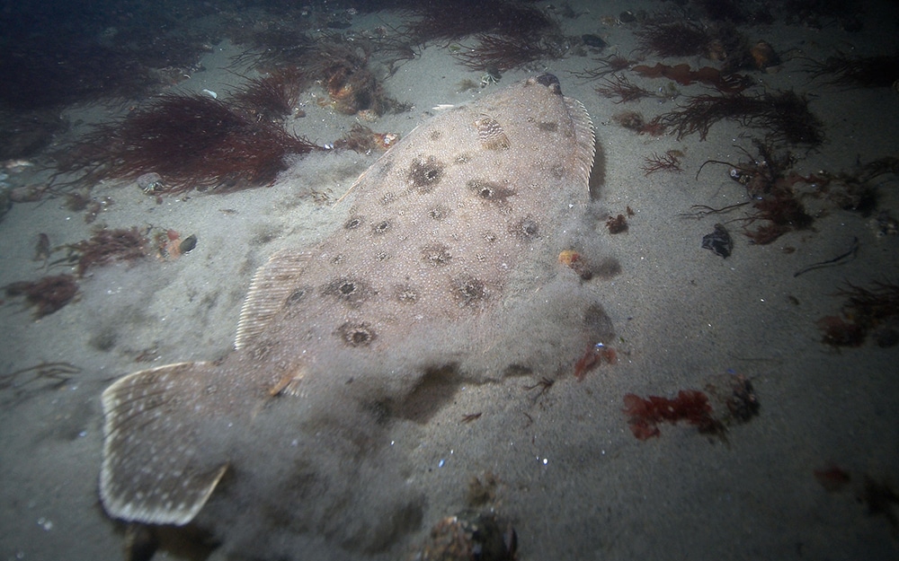 Northeast Fluke Fishing, Flounder Fishing on the East Coast | Salt ...