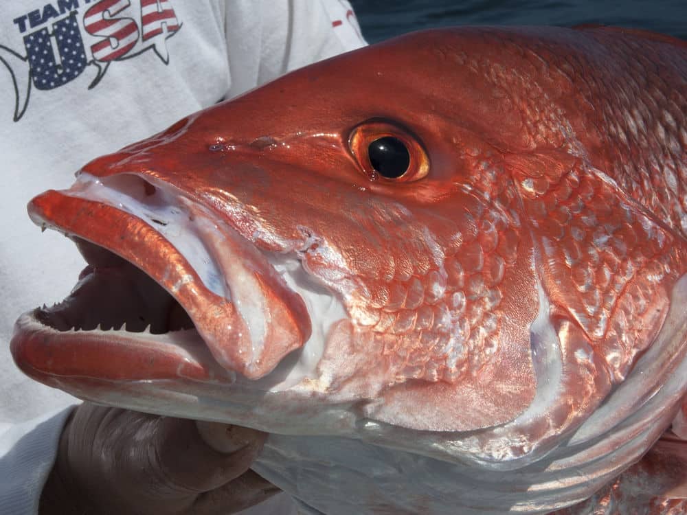 Federal Red Snapper Season Extends in Gulf Salt Water Sportsman