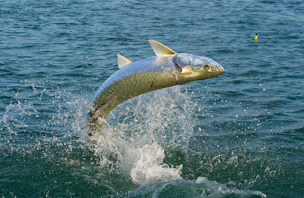 Tarpon Fishing in the Florida Keys | Salt Water Sportsman