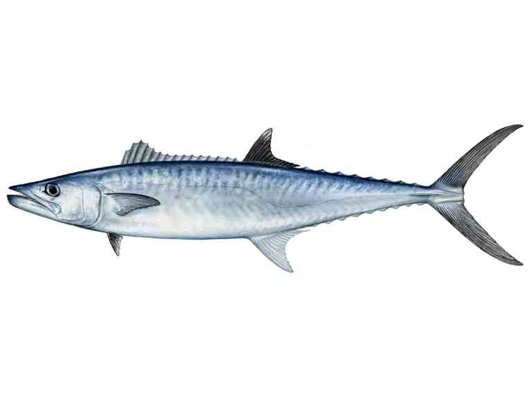 King Mackerel
