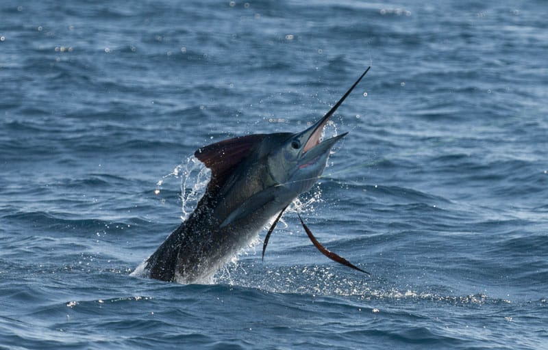 Striped Marlin  NOAA Fisheries