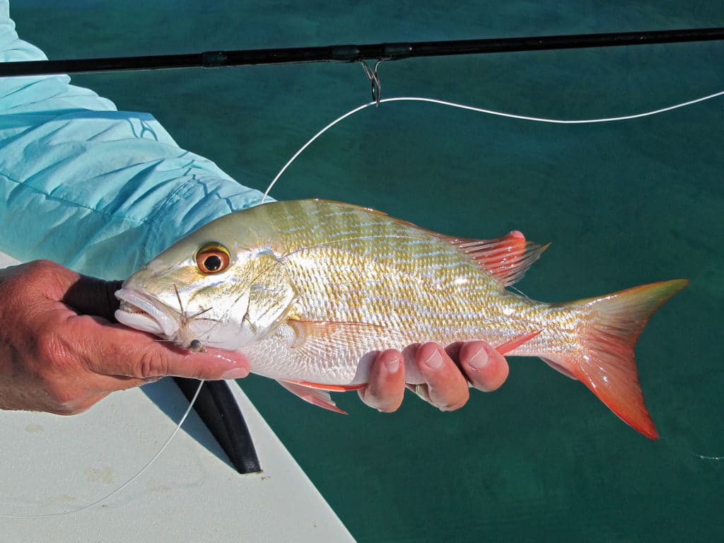 Light Tackle Snapper Fishing - Temple Fork Outfitters