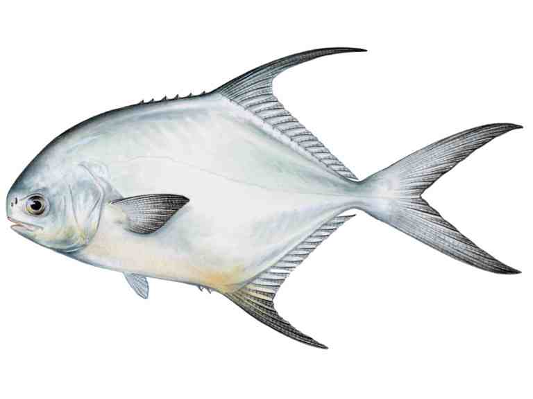 Permit