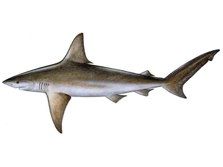 Sandbar Shark