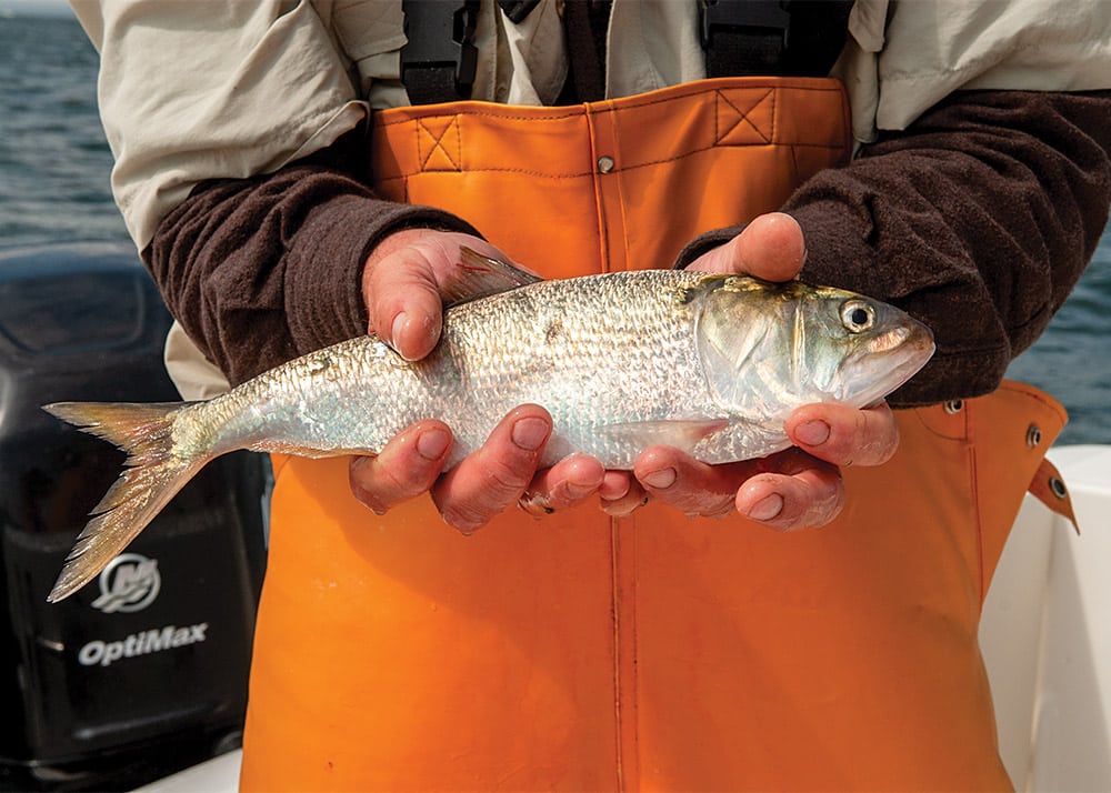 Striped Bass Season and Migration Salt Water Sportsman