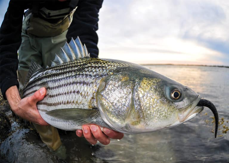 Striped Bass Season and Migration Salt Water Sportsman