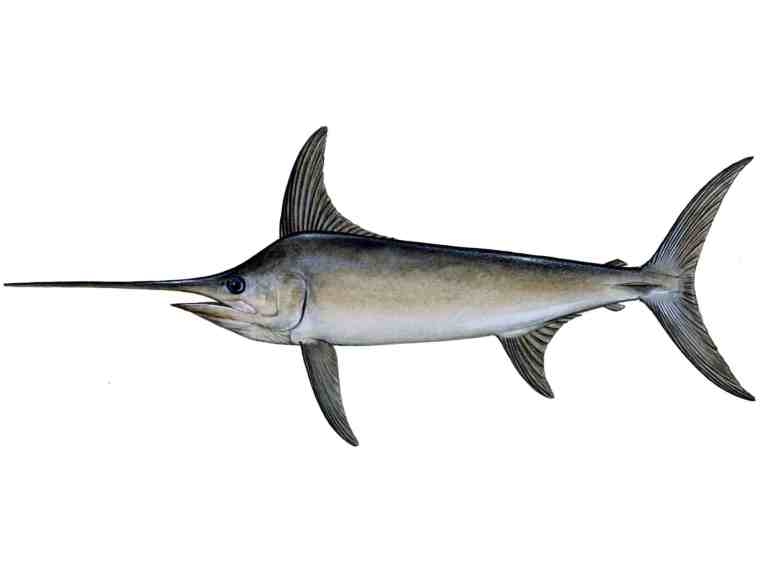 Swordfish
