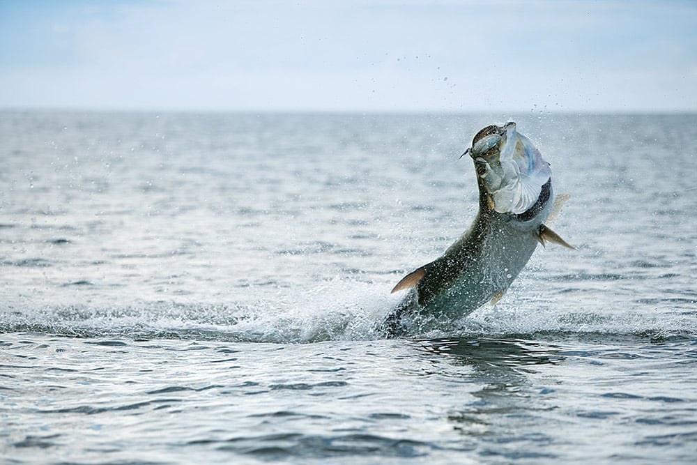 Tarpon Migration, Where to Catch Tarpon in Florida | Salt Water Sportsman