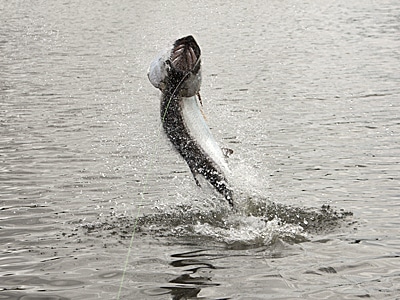 Saltwater Fishing Tips & Techniques | Salt Water Sportsman