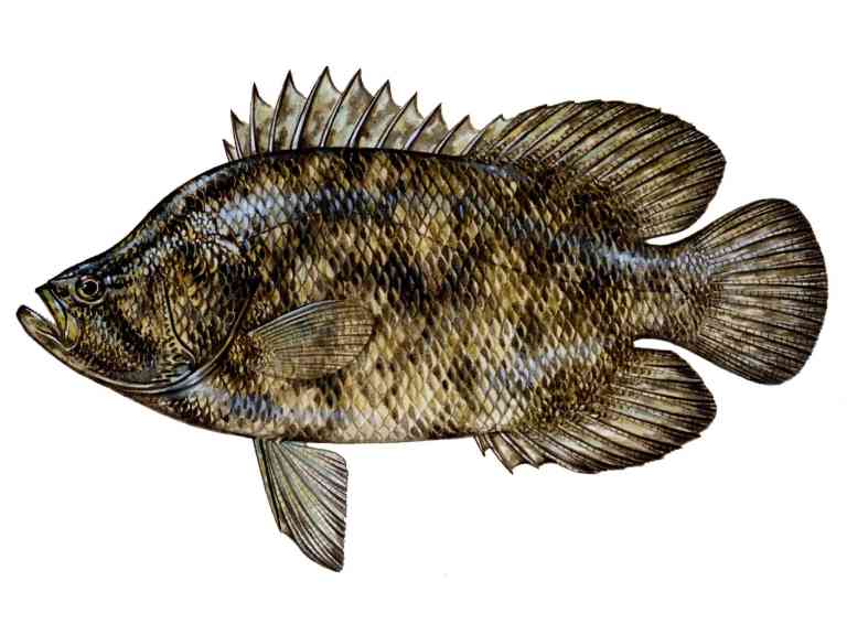Tripletail