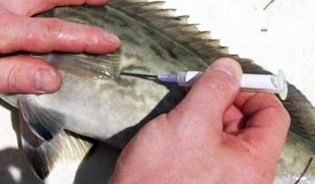 Fish Venting Tool